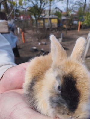 Vand Iepurasi si Iepuri