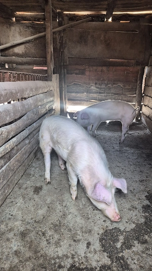 grasuni 45 -60kg - imagine 2