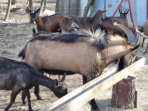 Țap Alpin Francez - imagine 3