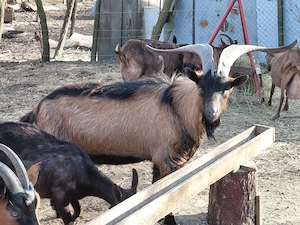 Țap Alpin Francez - imagine 2