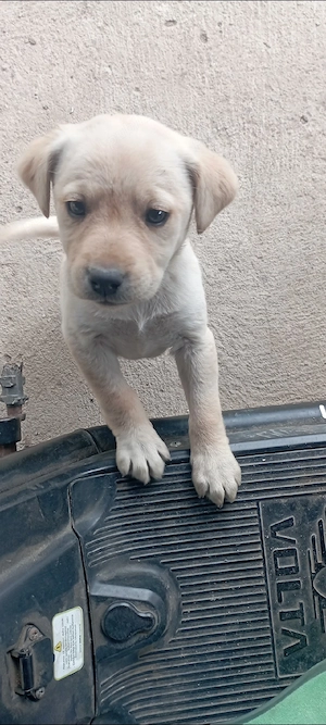 Labrador retriever o lună    jumate - imagine 3