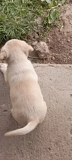 Labrador retriever o lună    jumate - imagine 2