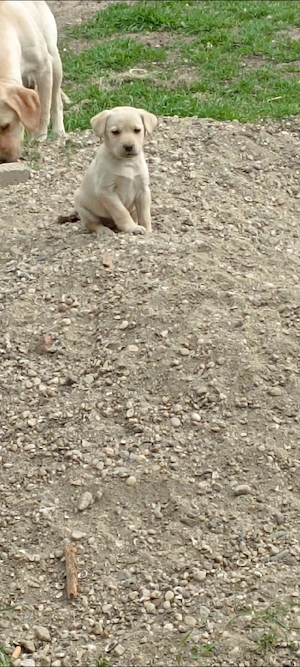 Labrador retriever o lună    jumate - imagine 5