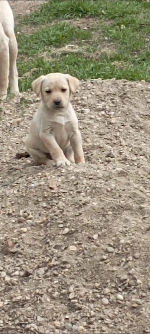 Labrador retriever o lună    jumate - imagine 4