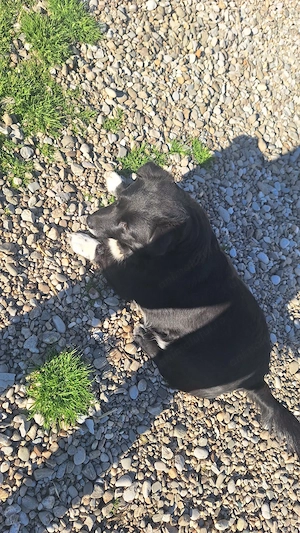 Cățelușa spre adopție  - imagine 2