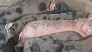 soldani 40-60kg - imagine 2