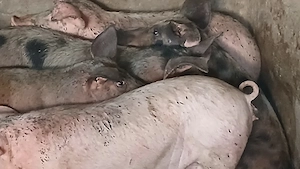 soldani 40-60kg - imagine 3