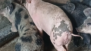 soldani 40-60kg - imagine 4