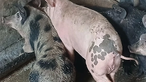 soldani 40-60kg - imagine 5