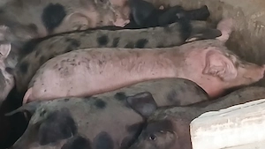 soldani 40-60kg - imagine 7