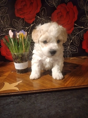 băiețel cauta casuta  - imagine 4