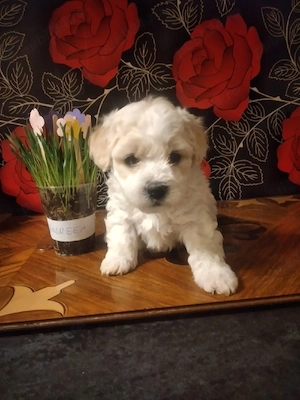 băiețel cauta casuta  - imagine 3