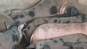 soldani 40-60kg - imagine 6