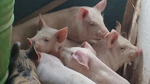 soldanei 3 luni - imagine 3