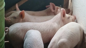 soldanei 3 luni - imagine 4