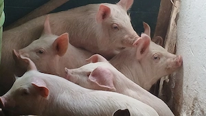 soldanei 3 luni - imagine 6