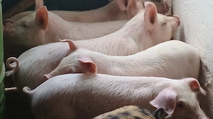 soldanei 3 luni - imagine 2