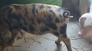 soldanei 3 luni - imagine 5