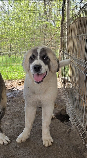 Vand femela de 5 luni- metis ciobanesc - imagine 3