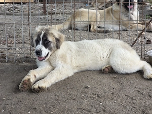 Vand femela de 5 luni- metis ciobanesc - imagine 2