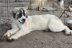 Vand pui femela de 4 luni- metis kangal cu ciobanesc