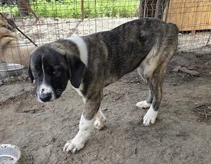 Femela 5 luni de vanzare - metis asia centrala cu kangal