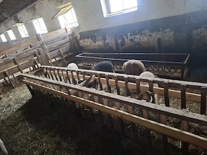 miei pt Sf Paste - imagine 2