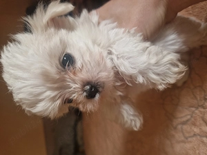 Bichoni drăguți și jucăuși  - imagine 3