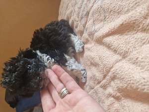 Bichoni drăguți și jucăuși  - imagine 2