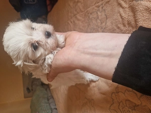 Bichoni drăguți și jucăuși  - imagine 5