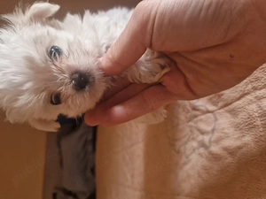 Bichoni drăguți și jucăuși  - imagine 4