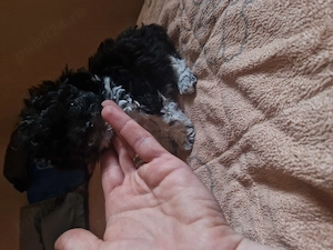 Bichoni drăguți și jucăuși 