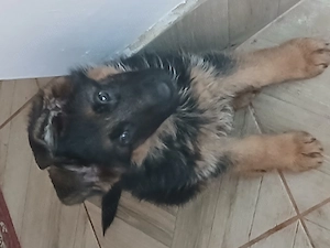 Pui ciobănesc german 