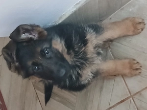 Pui ciobănesc german  - imagine 2