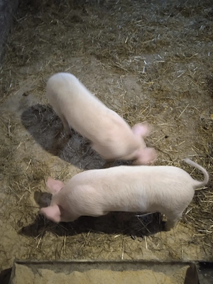 De vanzare porc 250 kg sí purcei 9 sapt - imagine 3