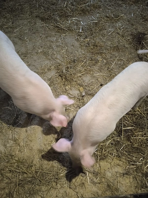 De vanzare porc 250 kg sí purcei 9 sapt - imagine 4