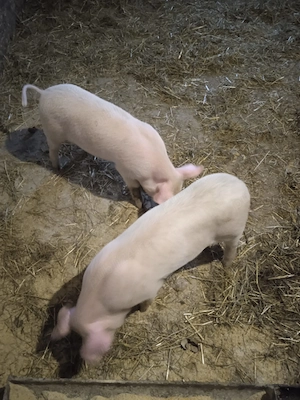 De vanzare porc 250 kg sí purcei 9 sapt - imagine 5