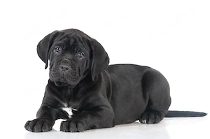 Femela Cane Corso 