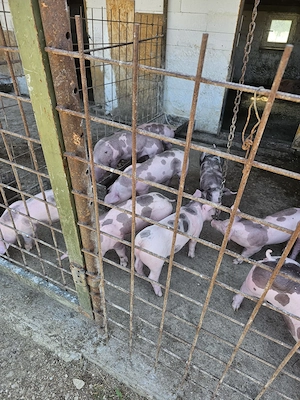 Vand Purcei - imagine 2