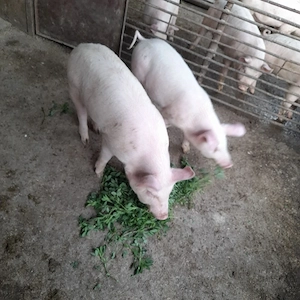 Vând grăsuni  - imagine 2