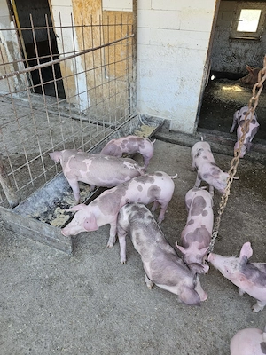 Vand Purcei - imagine 3