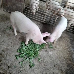 Vând grăsuni  - imagine 3