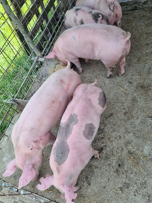 Vand Purcei - imagine 5