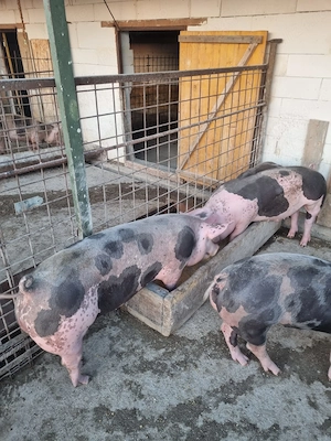 Vand Purcei - imagine 4