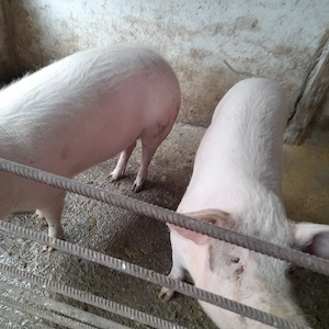 Vând porci  - imagine 2