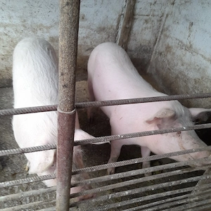 Vând porci  - imagine 3