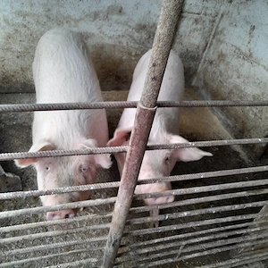 Vând porci  - imagine 4