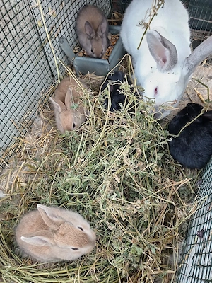 iepurași, cuib 14.03.2026 - imagine 5