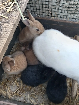 iepurași, cuib 14.03.2026 - imagine 2