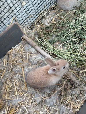 iepurași, cuib 14.03.2026 - imagine 3